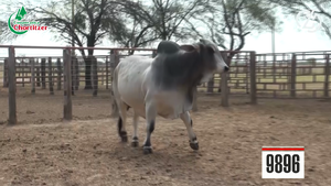  Brahman