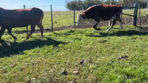 35 vacas preñadas  Angus y sus cruzas