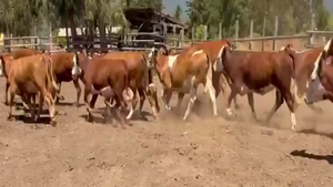  31 Vaquilla Engorda en V  Región Valparaíso, Puchuncaví