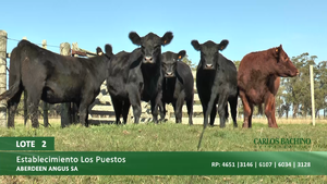  5 Vaquillonas preñadas SA