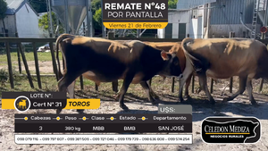  3 Toros en Otra Localidad, San José