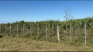  32 Novillitos en Santa Fe, Moisés Ville