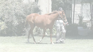  COSTA BALLET (LENOVO - MISS RECITAL)