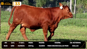  LOTE 33