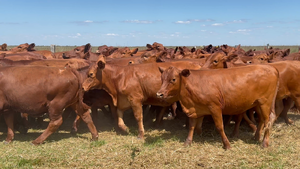  76 Terneras en Corrientes, Nueve de Julio