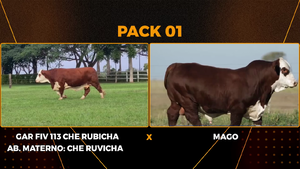  PACK 1
