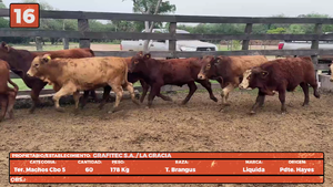  LOTE 16