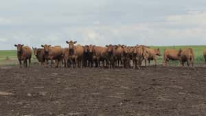  29 Vacas nuevas Preñadas en Buenos Aires, Tandil