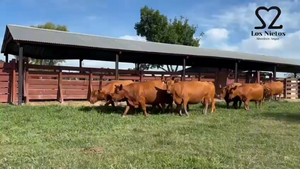  10 Vacas nuevas Preñadas