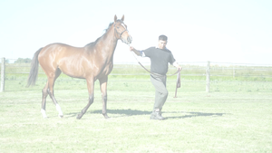  PEINADORA NIK (NICODEMUS -  APASIONADA GULCH)