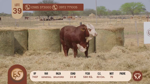  TOROS BRAFORD 24 MESES
