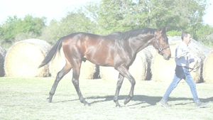  OPTIMUS PRIZE (WINNING PRIZE -  SUPRA GEMMA)