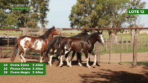  3 Yeguas