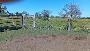  34 Vacas de invernar