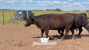  55 Vacas nuevas Preñadas