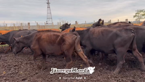  26 Vacas de invernar