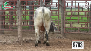  Toros Brahman