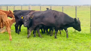  14 Vacas usadas paridas