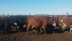  40 Vacas nuevas C/ gtia de preñez en Buenos Aires, Timote 
