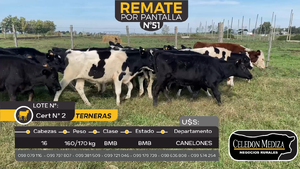  16 Terneras en Juanicó, Canelones
