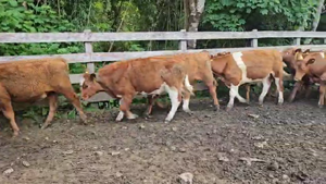  50 Novillo Engorda en Futrono, XIV Región Los Ríos