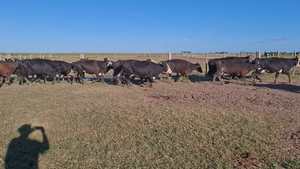  102 Piezas de cría en Treinta y Tres