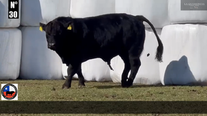  1 Toro