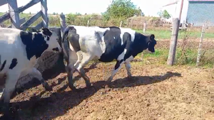  15 Terneras Holando Argentino en Porteña, Córdoba