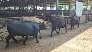  16 Vaquilla Gorda en Futrono, XIV Región Los Ríos