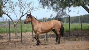 EL  GAVILÁN  PULPA  de  TOMATE