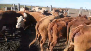  31 Vacas nuevas C/ gtia de preñez en Entre Ríos, Basavilbaso