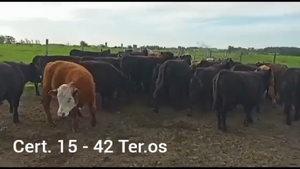  TERNEROS