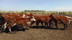  60 Terneras en Tres Arroyos