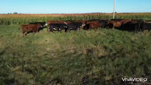  210 Vacas medio uso CON G/P