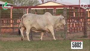  Embriones Brahman