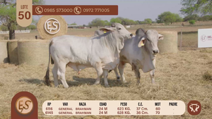  TOROS BRAHMAN 24 MESES
