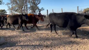  28 Vacas preñadas Braford, Brangus y sus cruzas en Tacural, Santa Fe