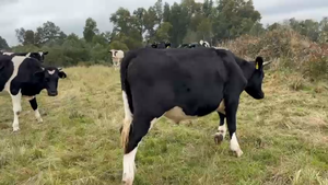  40 Novillo Gordo, Osorno,  X Región Los Lagos