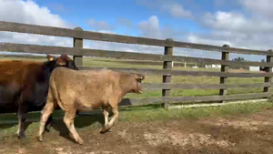 36 Vaquillonas 1 a 2 años en Cerro Largo, Tupambaé