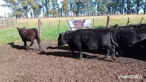  29 Terneras