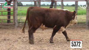  Toros Hereford 