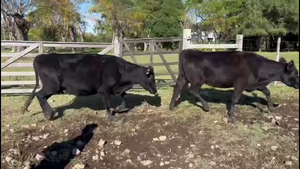  VACAS PREÑADAS
