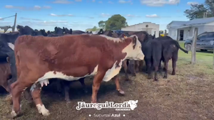  30 Vacas cut con Cría y con servicio