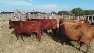  9 vacas preñadas