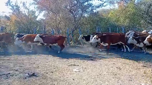  110 Terneras