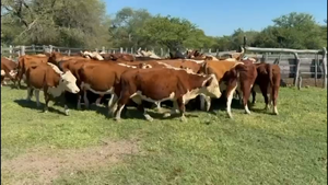  23 Vacas de invernar