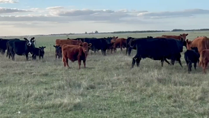  140 Vacas nuevas C/ cria