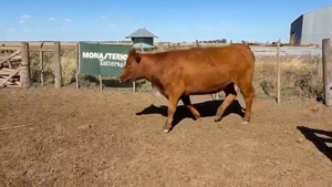  35 Vaquillonas preñadas en Tres Arroyos