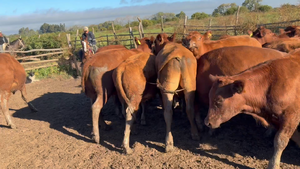  64 Novillo Engorda en Pelarco, VII  Región Maule