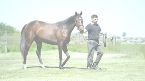  INTER NIK (NICODEMUS -  IFI)